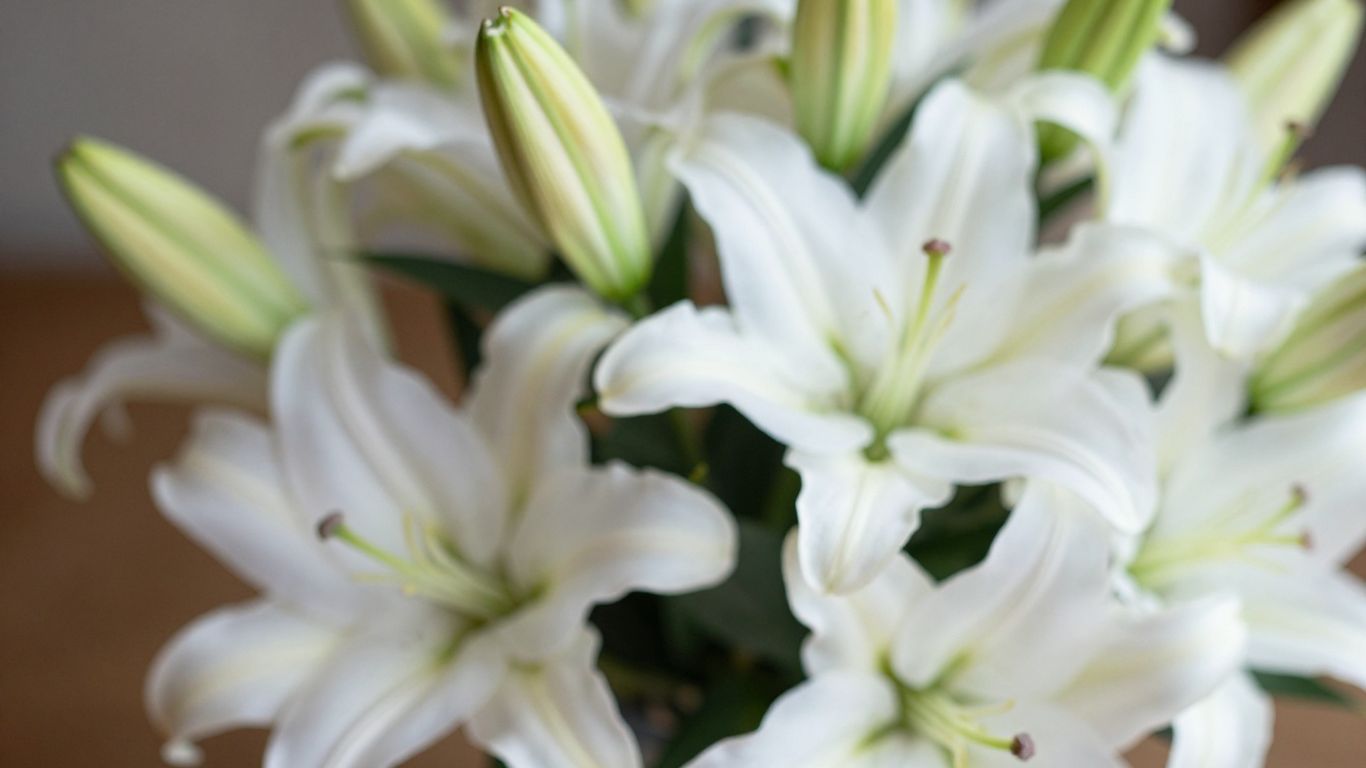 Sympathy flowers delivery in Hobsons Bay.